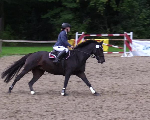 Reitturnier Albersdorf Dithmarsenpark 2021