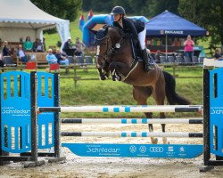 jumper Donnerlittchen 77 (Zangersheide riding horse, 2018, from Dominator 2000 Z)