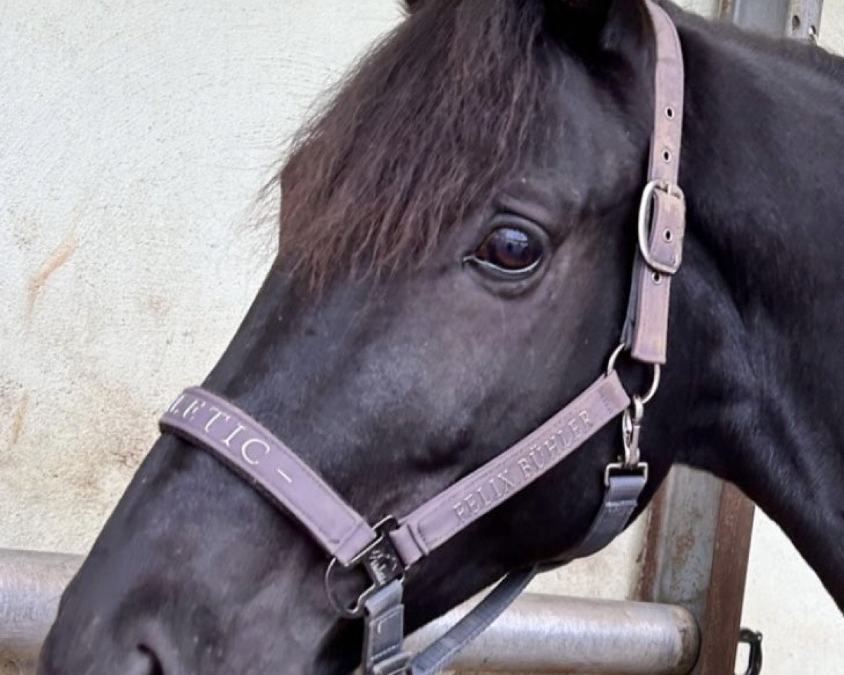 horse Donausturm (Trakehner, 2015, from Grimani)