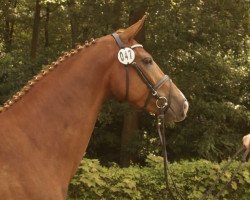 broodmare Fajana 12 (Hanoverian, 2011, from Fürst Nymphenburg)