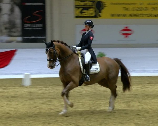 Reitturnier Borken 2024