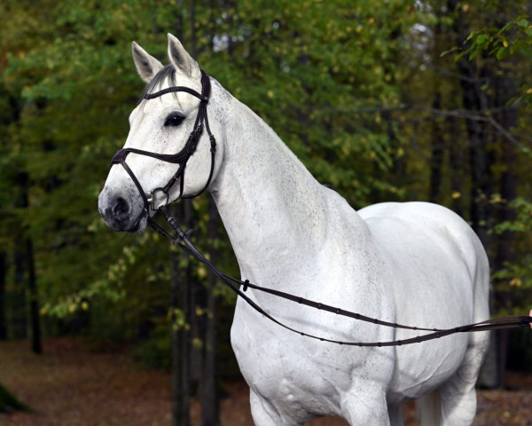Springpferd Cavantos (Holsteiner, 2011, von Corrado I)