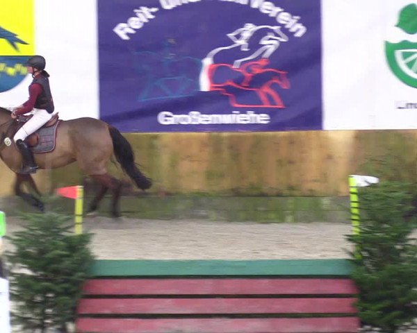 Reitturnier Großenwiehe 2024