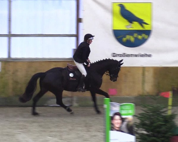 Reitturnier Großenwiehe 2024