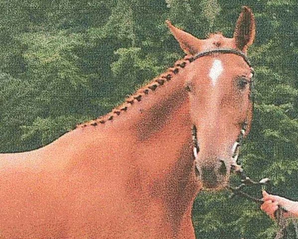 broodmare Linde VII (Trakehner, 1986, from Atreus 3206)