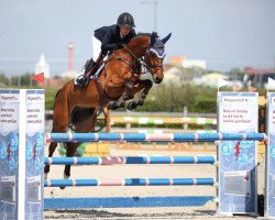 jumper Manchester (KWPN (Royal Dutch Sporthorse), 2017, from Grand Slam)