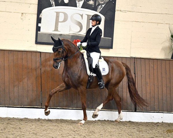 dressage horse Habibi (Oldenburg, 2017, from For Romance I)