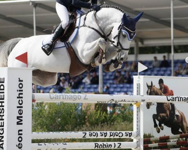 jumper Joelina (KWPN (Royal Dutch Sporthorse), 2014, from Entertainer)