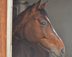 jumper Zou Zou BS 2 (German Warmblood, 2016, from Zazou Z)