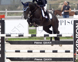 jumper Hurby (KWPN (Royal Dutch Sporthorse), 2012, from Namelus R)
