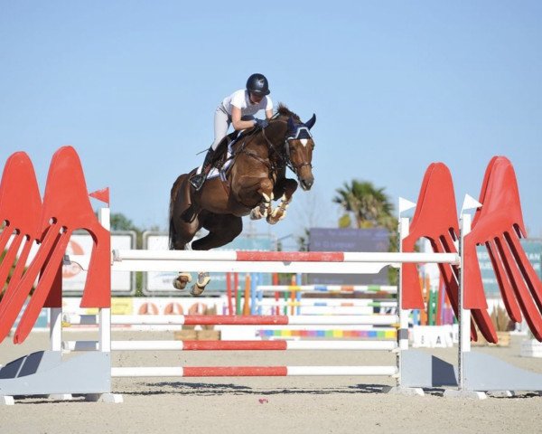 broodmare Seleste B Z (Zangersheide riding horse, 2013, from Spartacus TN)