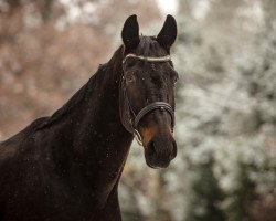 dressage horse Rysador P (Hanoverian, 2008, from Rubinero 2)