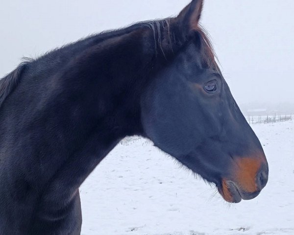 jumper Ballantines 30 (German Warmblood, 2011, from Ballack by AK)