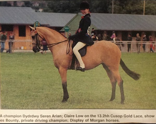 horse Cusop Gold Lace (British Riding Pony, 1984, from Cusop Fingerprint)