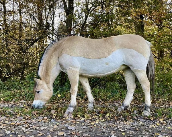 horse Levke (Fjord Horse, 2016, from Valør Halsnæs)