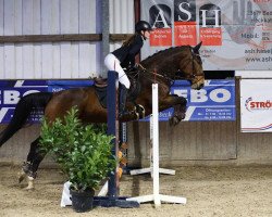 jumper Sweet Casey (Polish Warmblood, 2014)