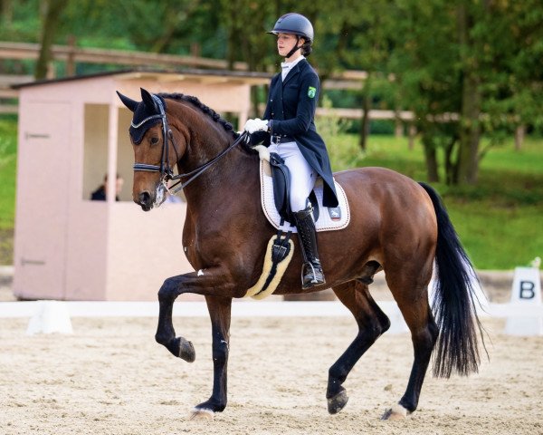 Dressurpferd Dutchman 52 (KWPN (Niederländisches Warmblut), 2008, von Jazz)