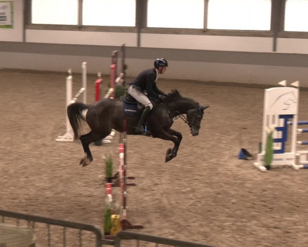 Reitturnier Luhmühlen 2024