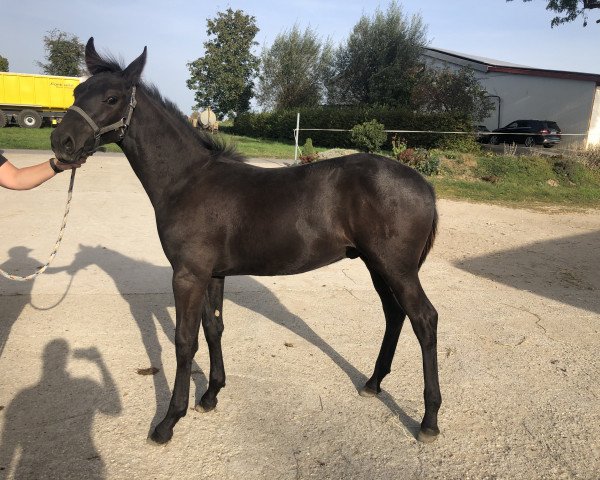 stallion Cadeau dámour M.B (Westphalian, 2023, from Champagner Fizz)