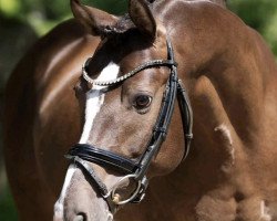 Deckhengst Reitland's Opium (Deutsches Reitpony, 2015, von High Flow's Oxford)