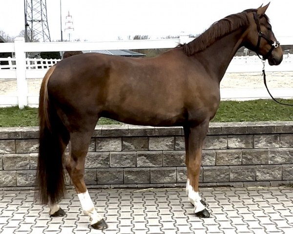 horse Quantino 11 (Hanoverian, 2018, from Quantensprung 3)