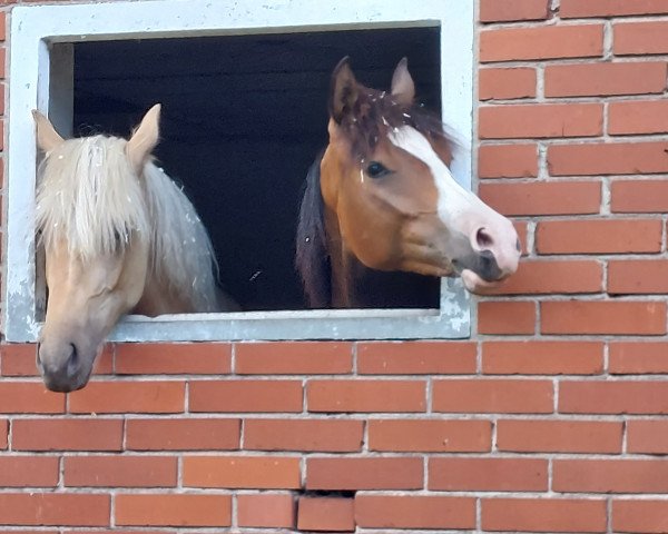 horse Chanique KL (German Riding Pony, 2022, from FS Next Diamond)