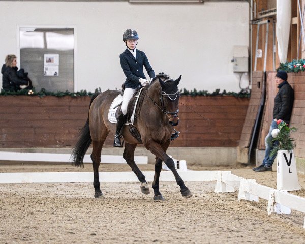 dressage horse Ibuco van het Louwelsbroek (Belgian Warmblood, 2008, from Blue Boy van Berkenbroeck)