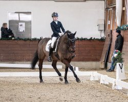 dressage horse Ibuco van het Louwelsbroek (Belgian Warmblood, 2008, from Blue Boy van Berkenbroeck)