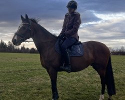 jumper Akira (German Sport Horse, 2005, from Well done)