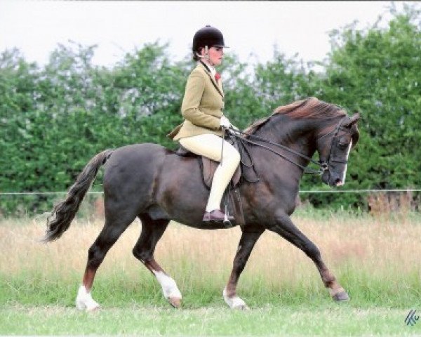 Deckhengst Mynach Buccaneer (Welsh Pony (Sek.B), 2000, von Moelview Mohawk) Deckhengst Mynach Buccaneer (Welsh Pony (Sek.B), 2000, von Moelview Mohawk)