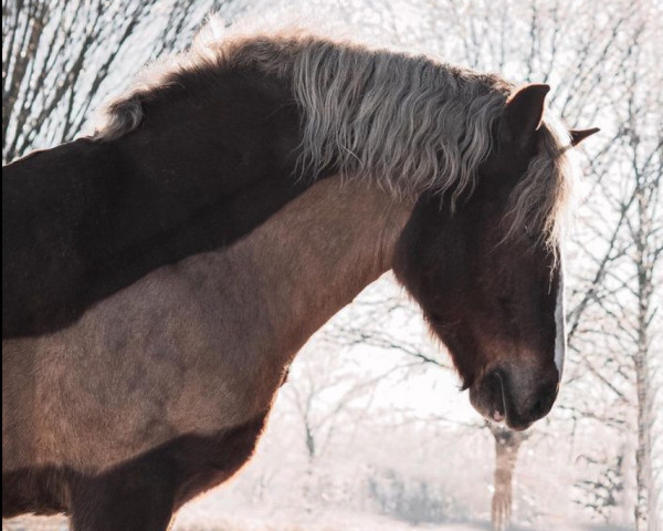 jumper Sandro 509 (Black Forest Horse, 2006, from Modest) jumper Sandro 509 (Black Forest Horse, 2006, from Modest)