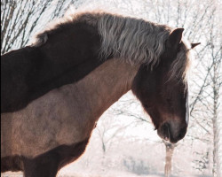 jumper Sandro 509 (Black Forest Horse, 2006, from Modest)
