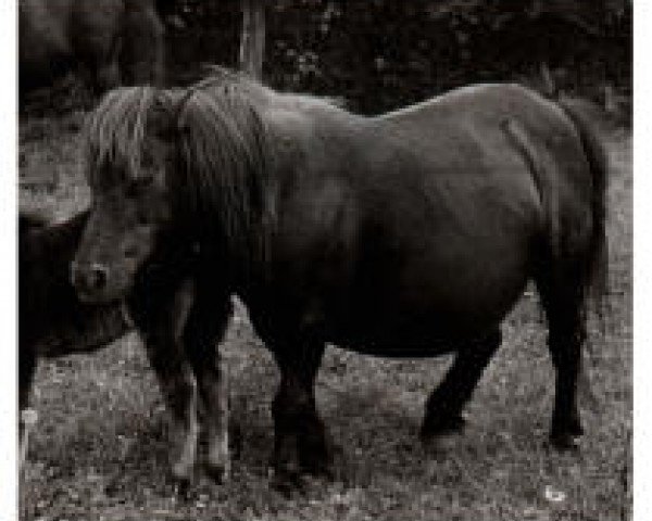 broodmare Glint of Marshwood (Shetland Pony,  , from Trigger of Marshwood)