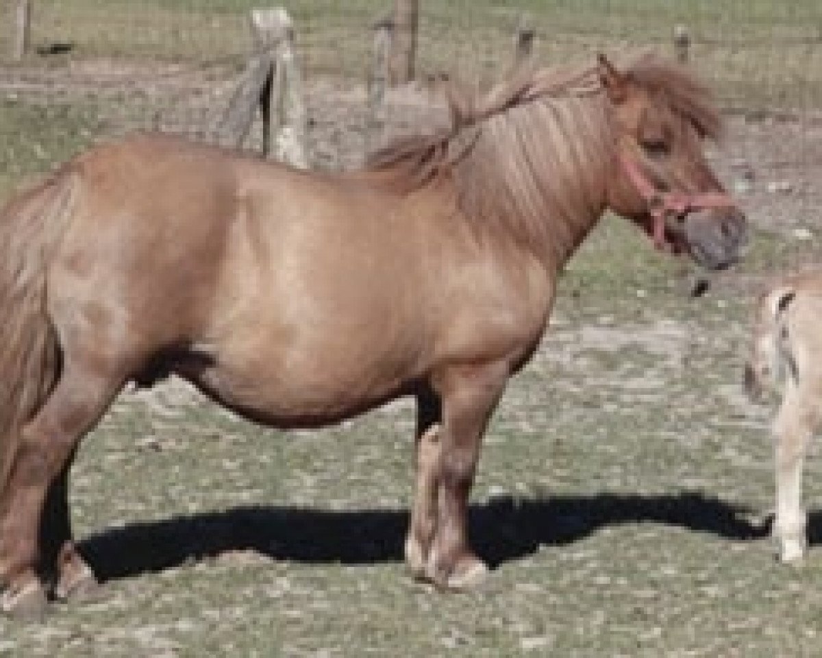 broodmare Sysonby Tann (Shetland Pony, 1972, from Ilya of Balfour)