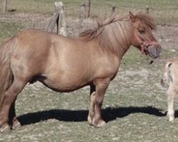 Zuchtstute Sysonby Tann (Shetland Pony, 1972, von Ilya of Balfour)