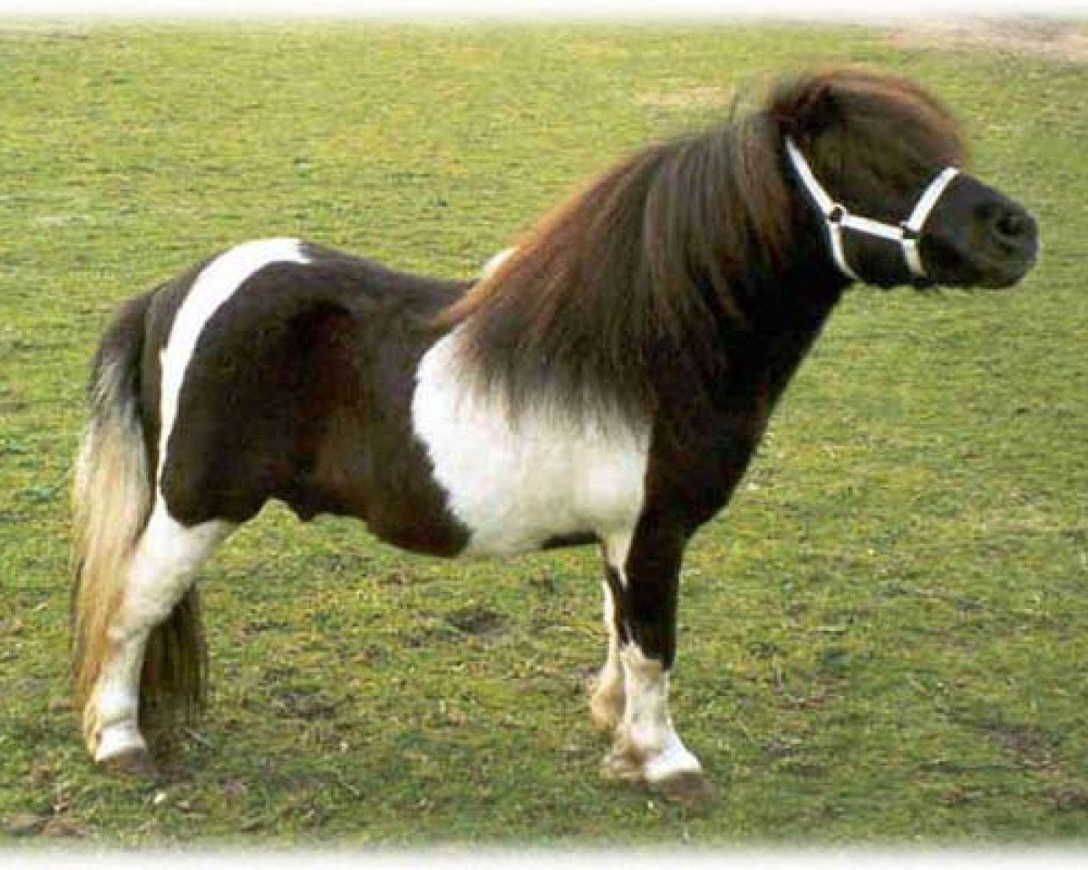 Deckhengst Zenith van Stal Noor-Zuid (Shetland Pony, 1985, von Romany Victory)