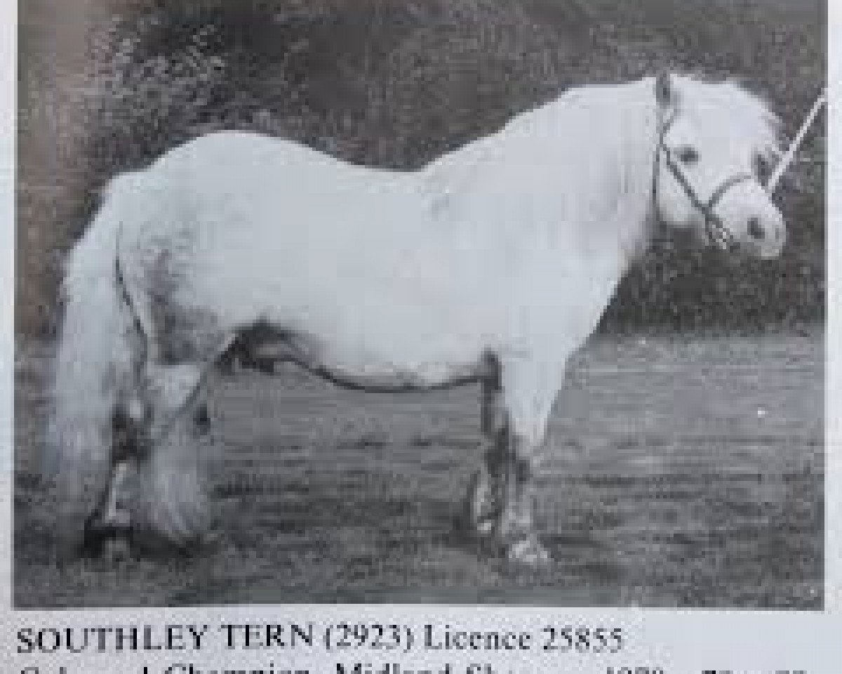 Deckhengst Southley Tern (Shetland Pony, 1974, von Titterel of Hutton)
