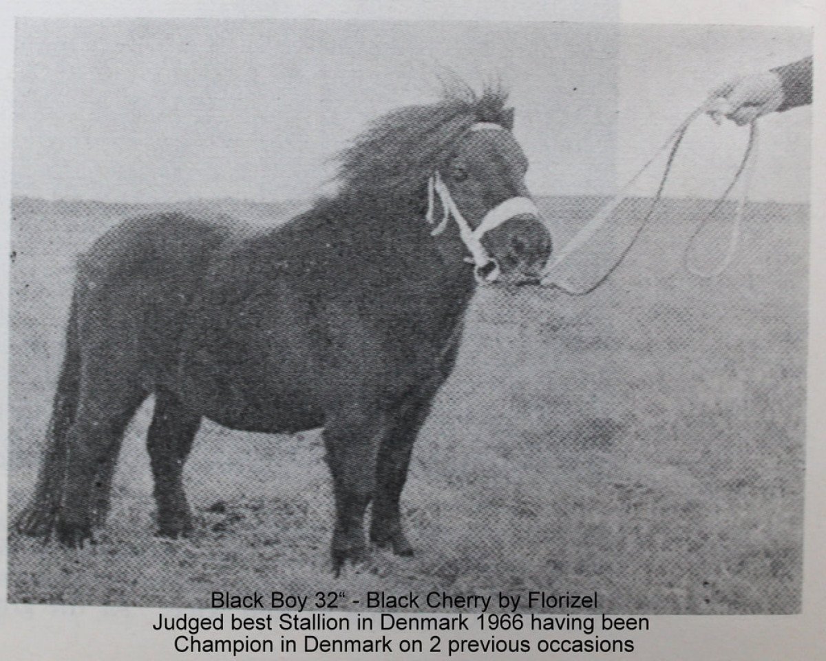 dressage horse Black Boy (Shetland Pony, 1960, from Florizel)