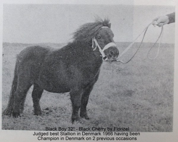 Dressurpferd Black Boy (Shetland Pony, 1960, von Florizel) Dressurpferd Black Boy (Shetland Pony, 1960, von Florizel)