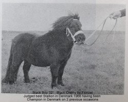 dressage horse Black Boy (Shetland Pony, 1960, from Florizel)