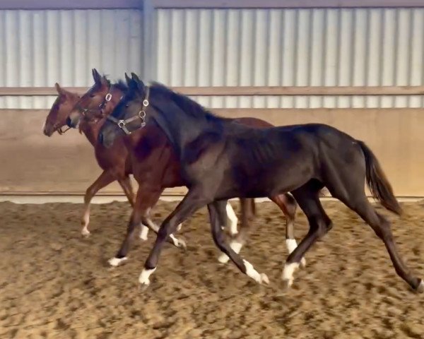horse Sokrates (Hanoverian, 2023, from So Perfect)