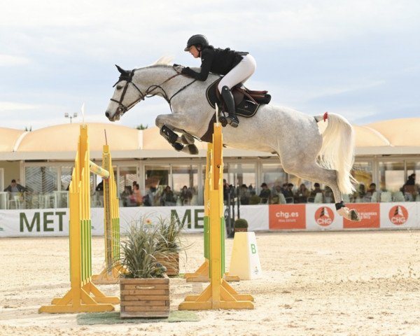 jumper Hipster Sv (Swedish Warmblood, 2016, from Corporal VDL)
