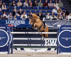 jumper Quait Fox (Hanoverian, 2014, from Quarismo)