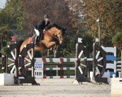 jumper Carla 279 (German Sport Horse, 2018, from Eldorado van de Zeshoek)