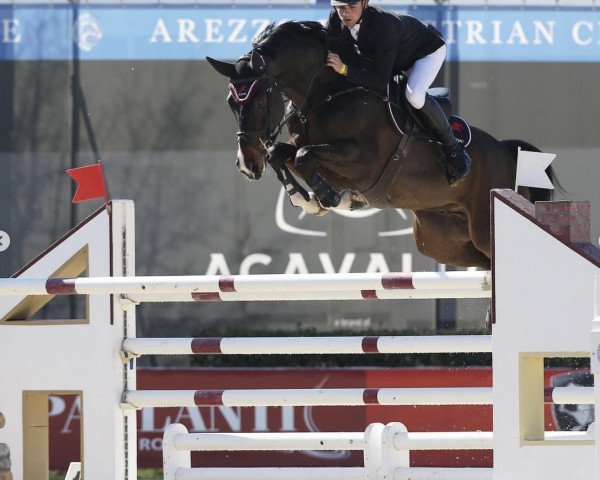 jumper Comanche 29 (Westphalian, 2011, from Comme il Faut)