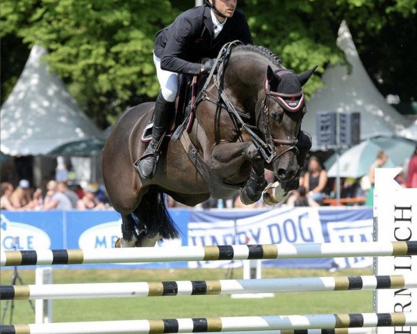 jumper Ben Hardy (Austrian Warmblood, 2010, from Black Jack 175)