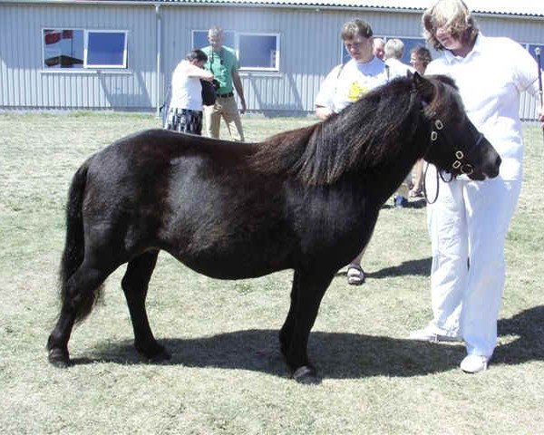 broodmare Sörbys Ulma (Shetland Pony, 2000, from Rosenhagas Electron)