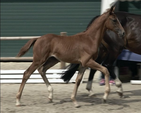 horse Total Diva (Oldenburg, 2023, from Total Diamond PS)