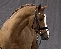 Deckhengst Buchenhof´s Neverino (Deutsches Reitpony, 2021, von Neverland WE)