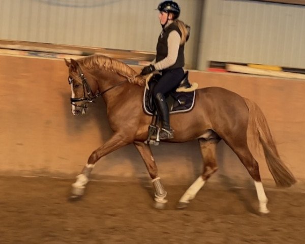horse Buchenhof's Nonchalance (German Riding Pony, 2020, from Notting Hill 2)